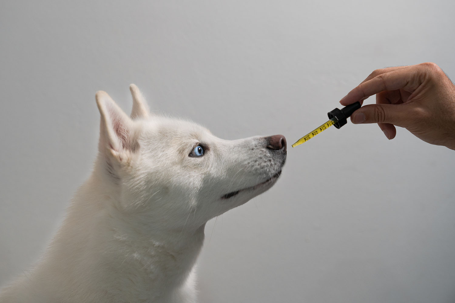 Understanding the Safety of Delta-9 Oil for Pets