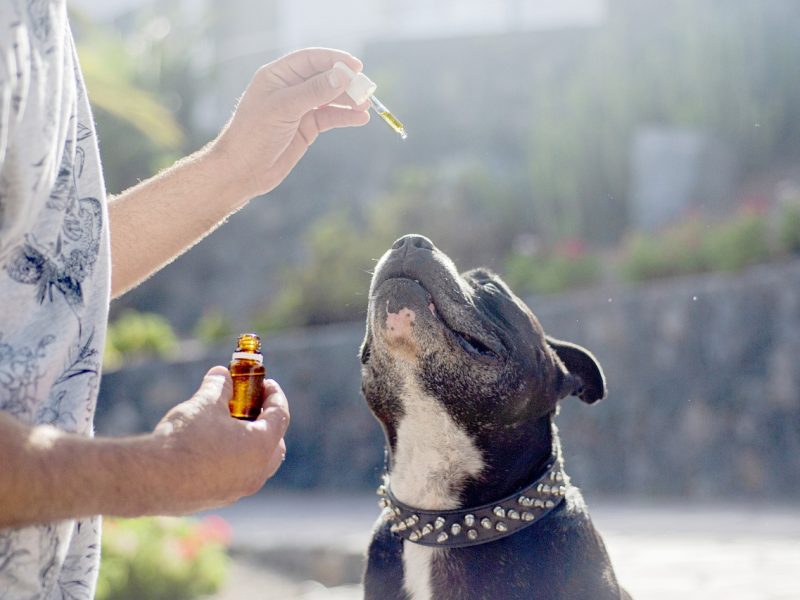 Understanding Dosage: How Much CBD Oil Should You Give Your Dog?