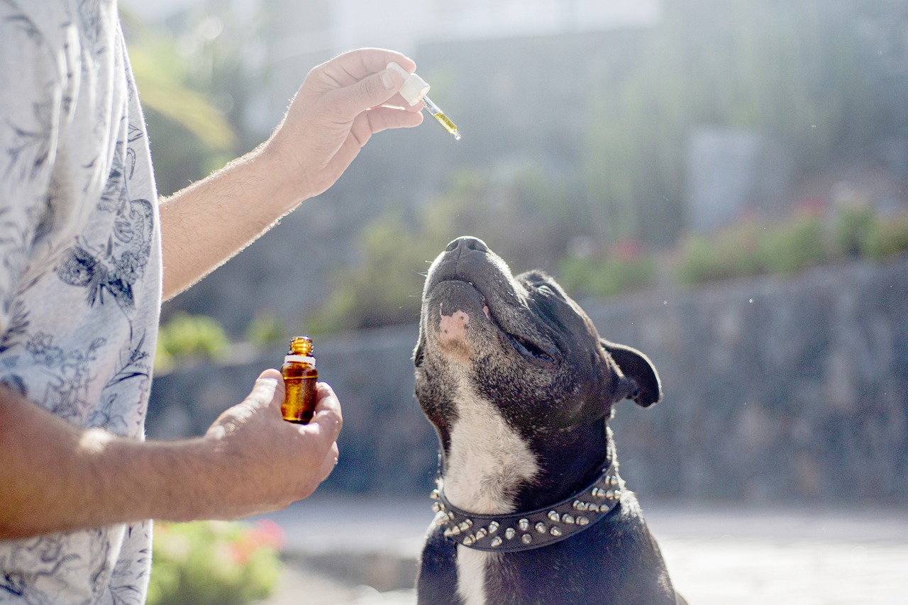 Understanding Dosage: How Much CBD Oil Should You Give Your Dog?