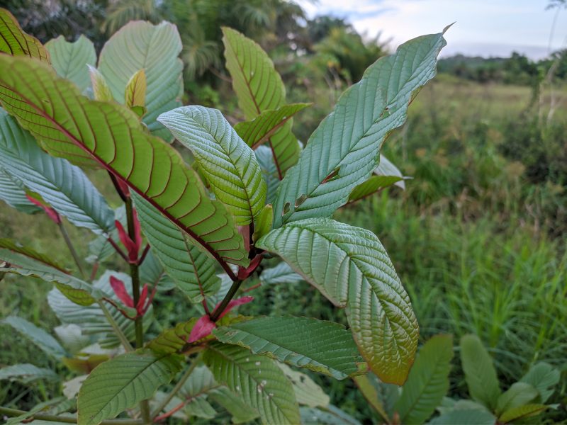 What are the Benefits of Kratom Shots?